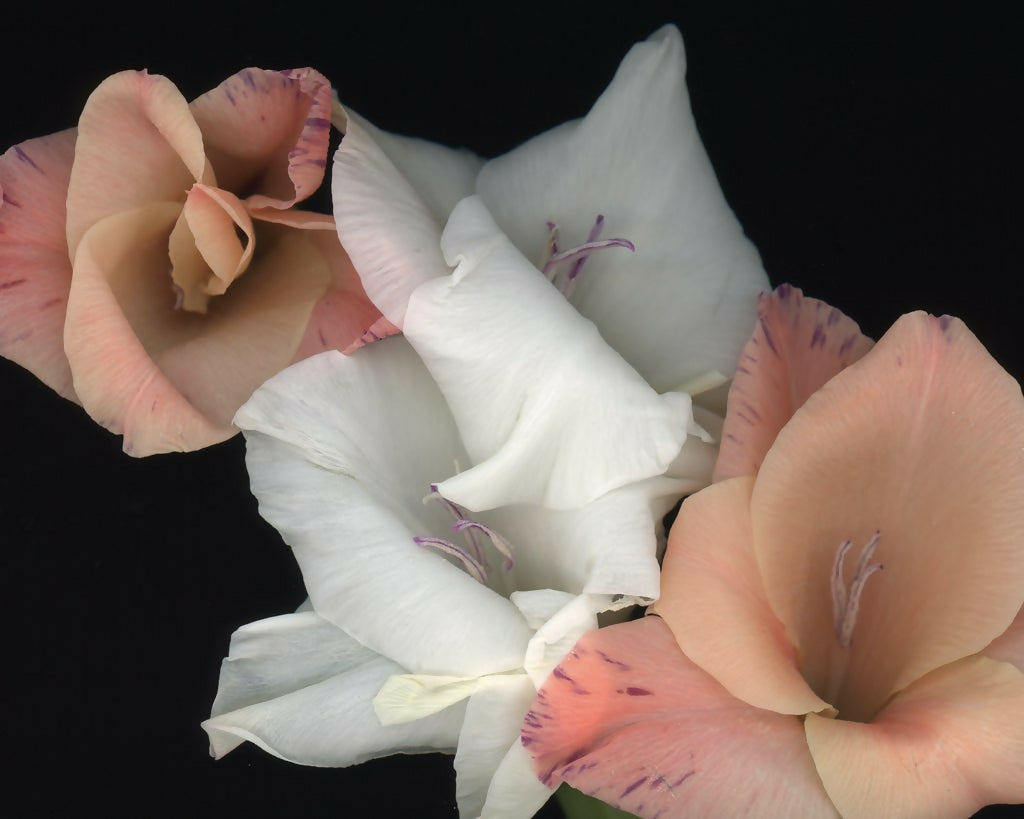 Orange and White Glads