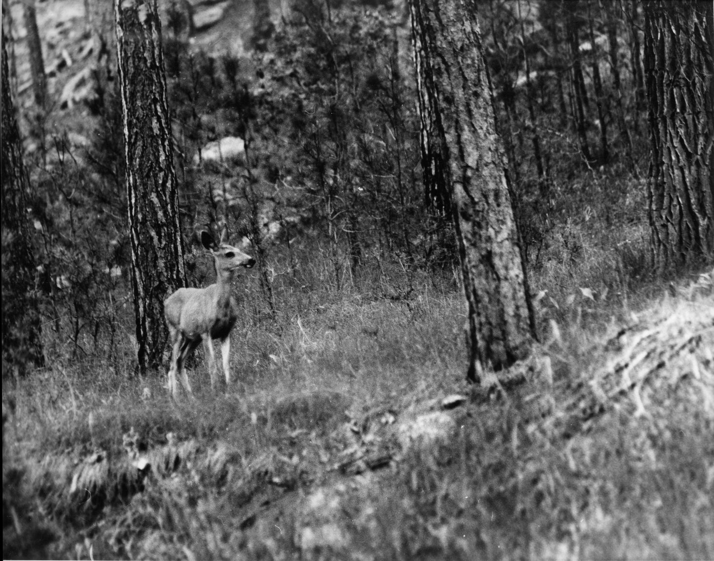 Deer in Custer State Park