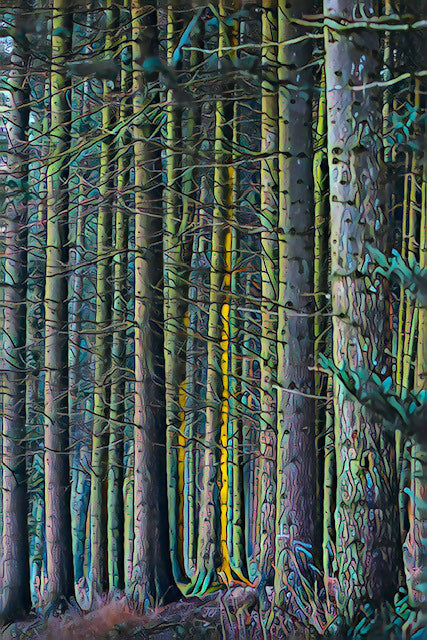 Forest