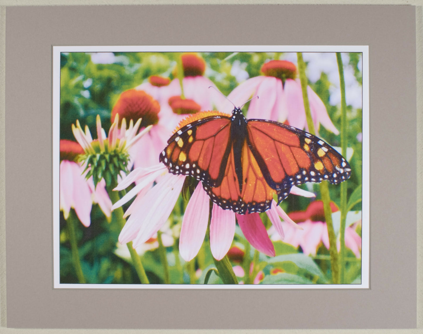 Monarch on Echinacea, matted print