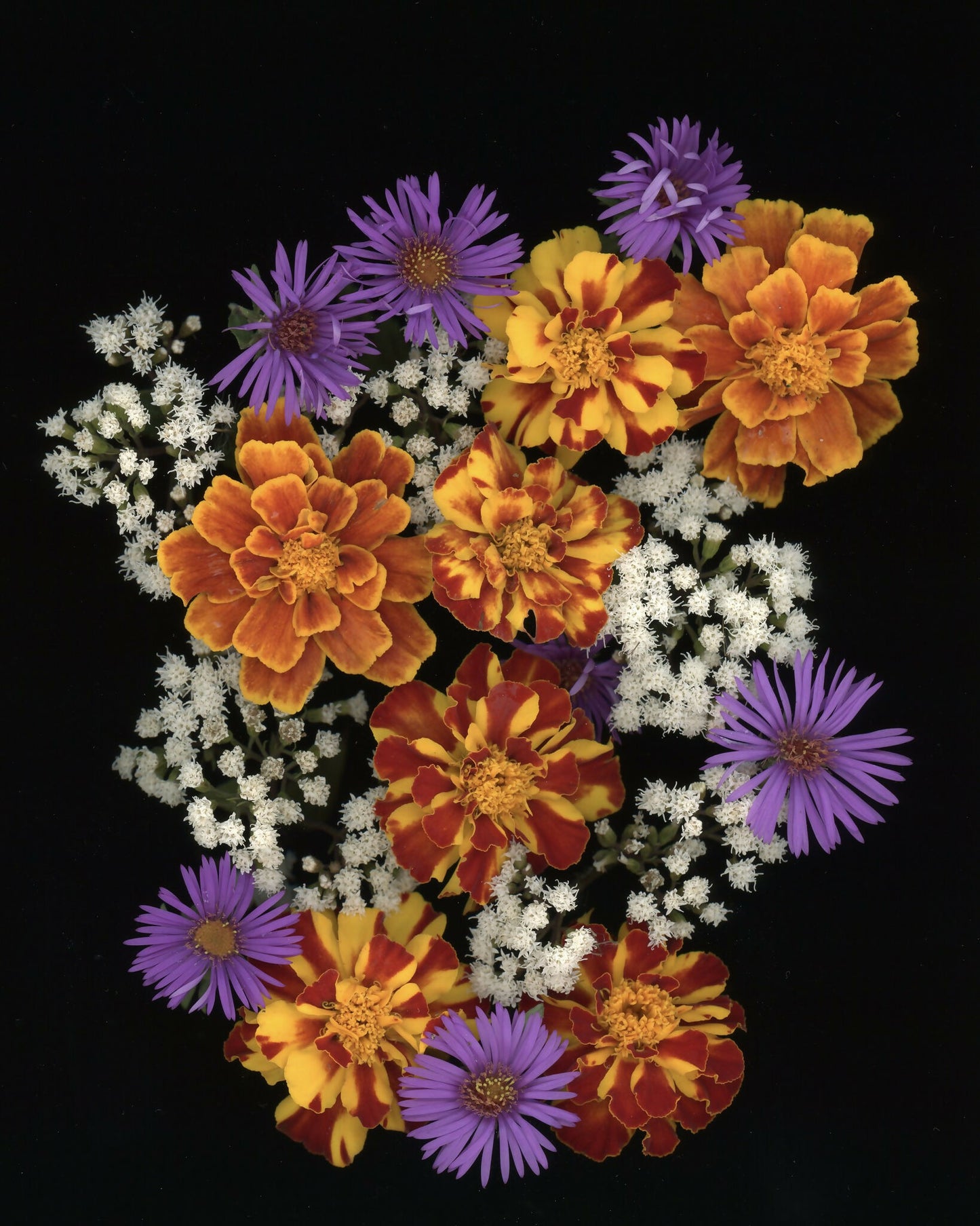 Marigolds and Asters