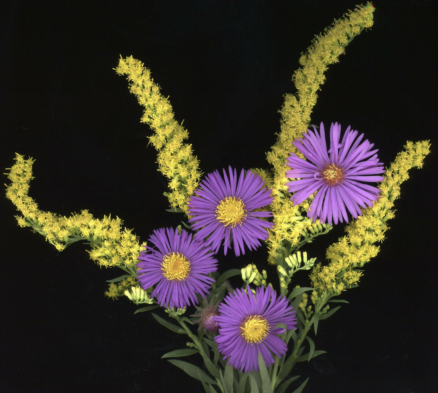 Goldenrod and Asters