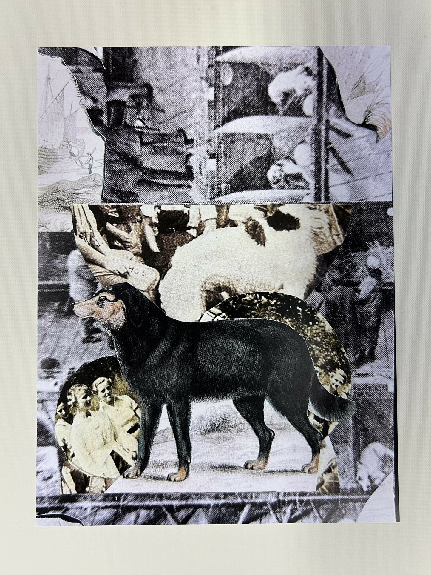 Black Dog