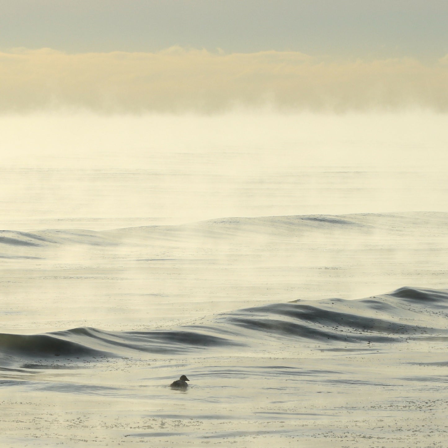 paddle in the sea smoke