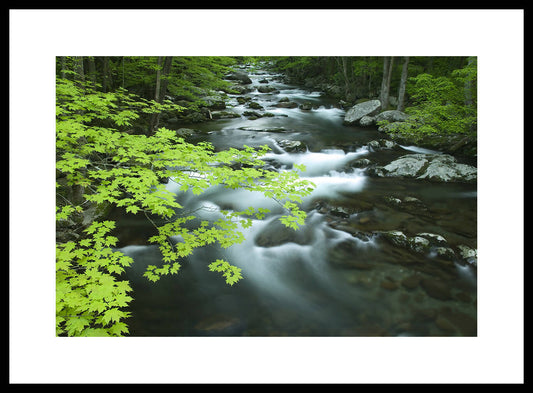 Big Creek, Great Smoky Mountains NP