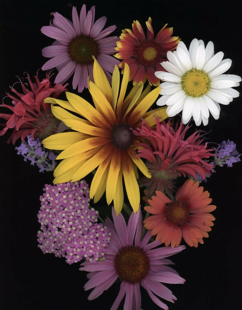 July Burst