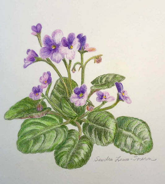 African violet 1
