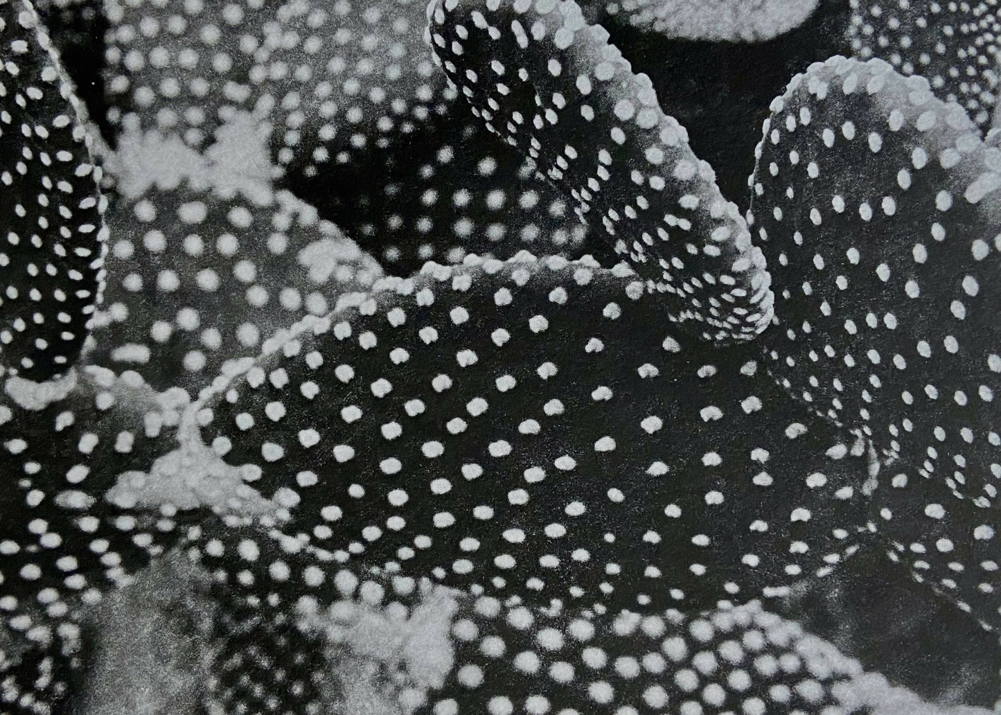 Cactus Series (Photopolymer Gravure Prints)