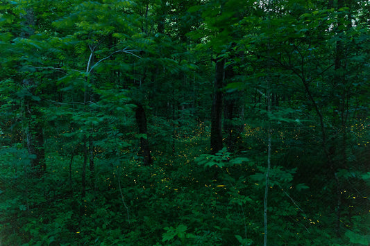Synchronized Fireflies, Great SMoky Mountains N.P.