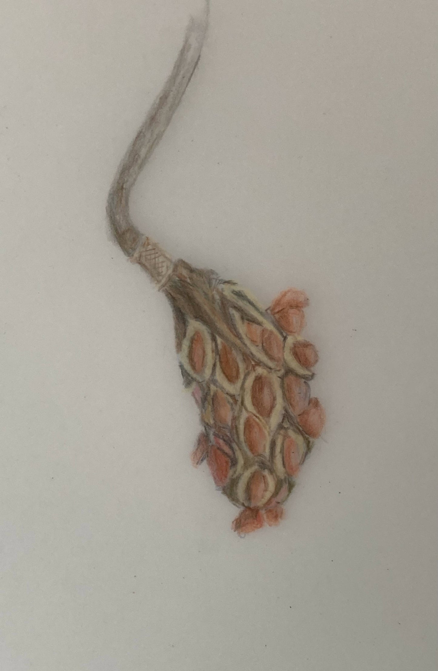 Magnolia wilsonii seedpod
