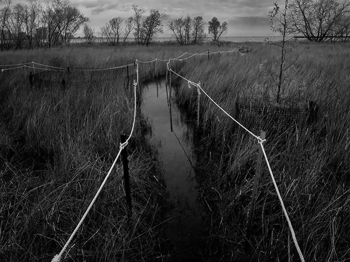 Magic Hedge, Montrose Bird Sanctuary, Chicago