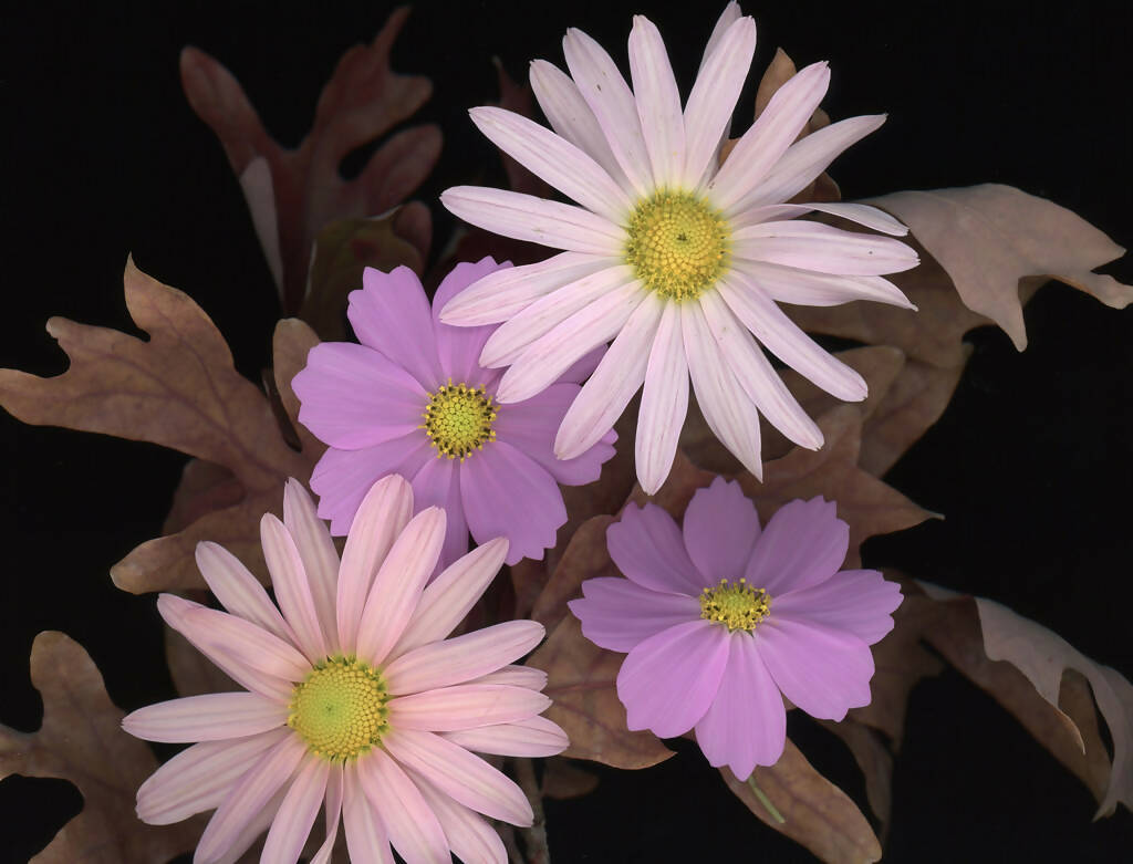 Last Blooms