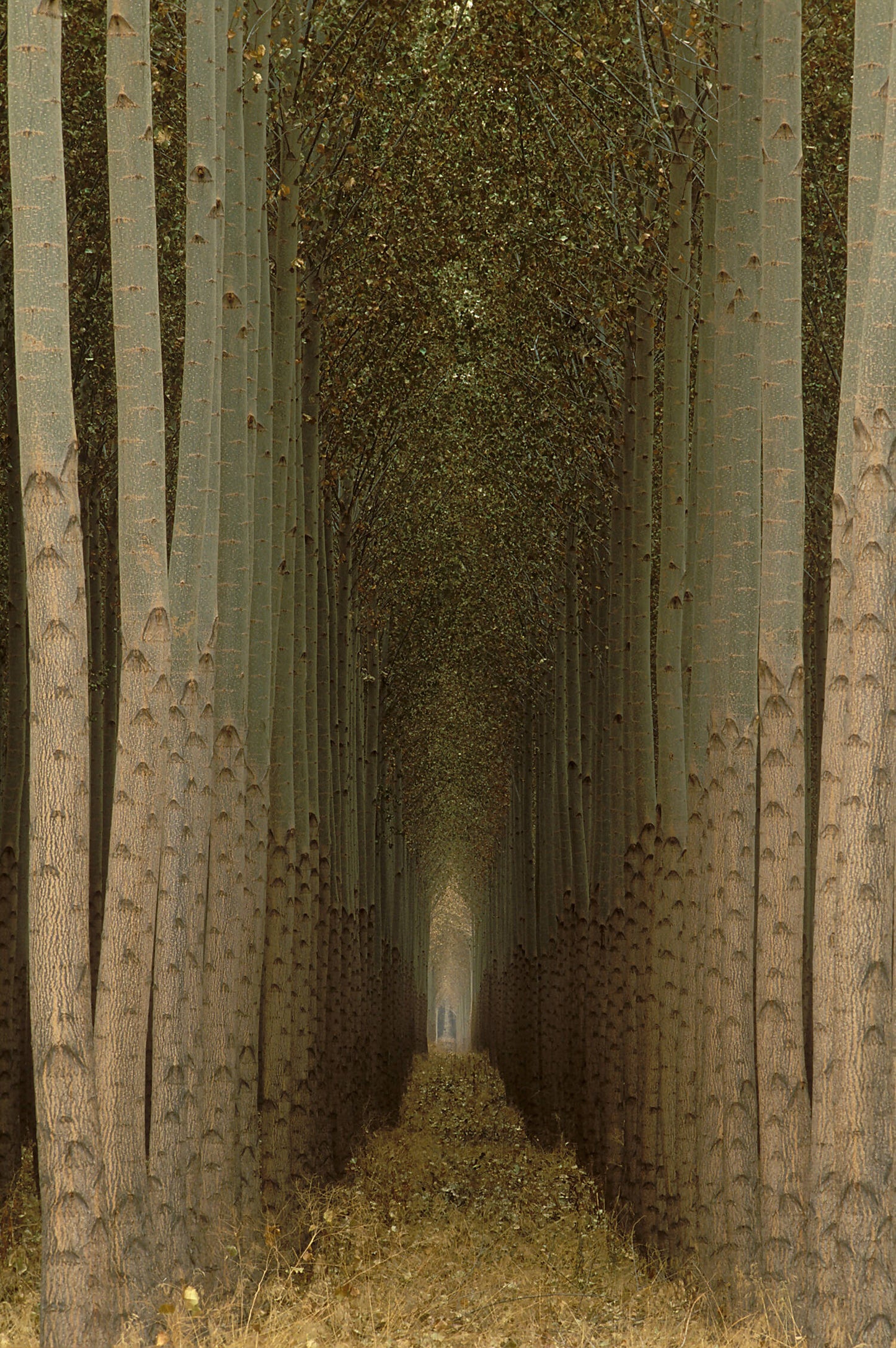 Cathedral Trees