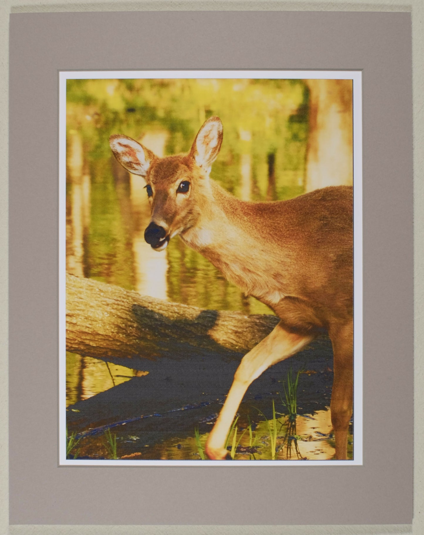 Deer in Linne Woods, matted print