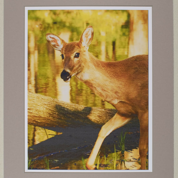 Deer in Linne Woods, matted print