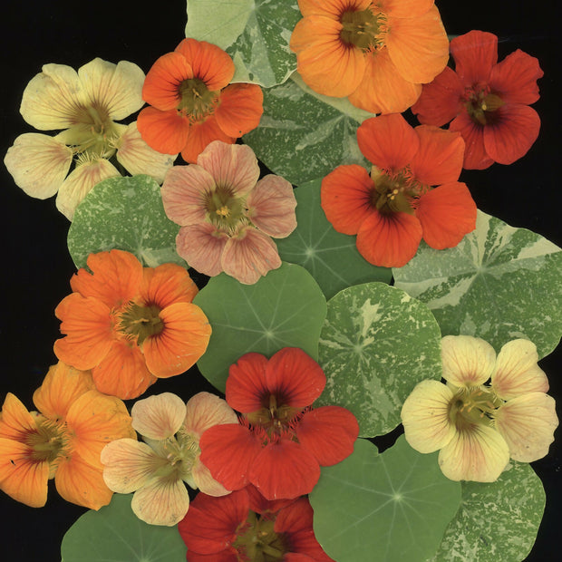 Nasturtiums