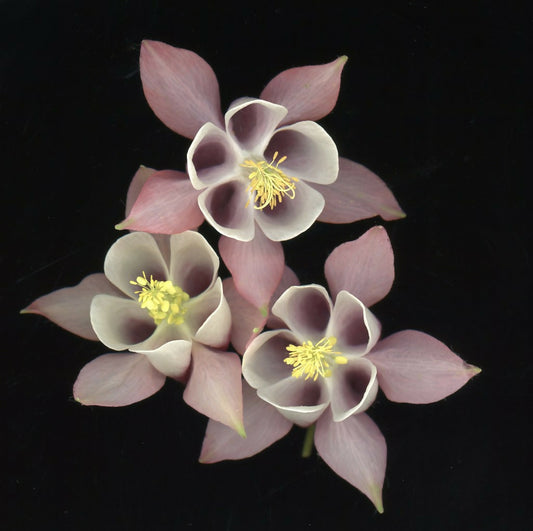 Columbine, June 2025