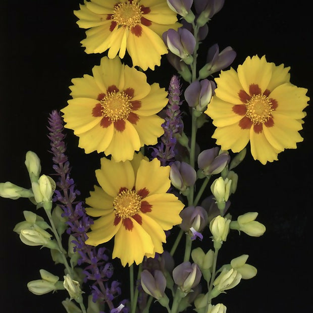 Coreopsis, Baptisia, Salvia