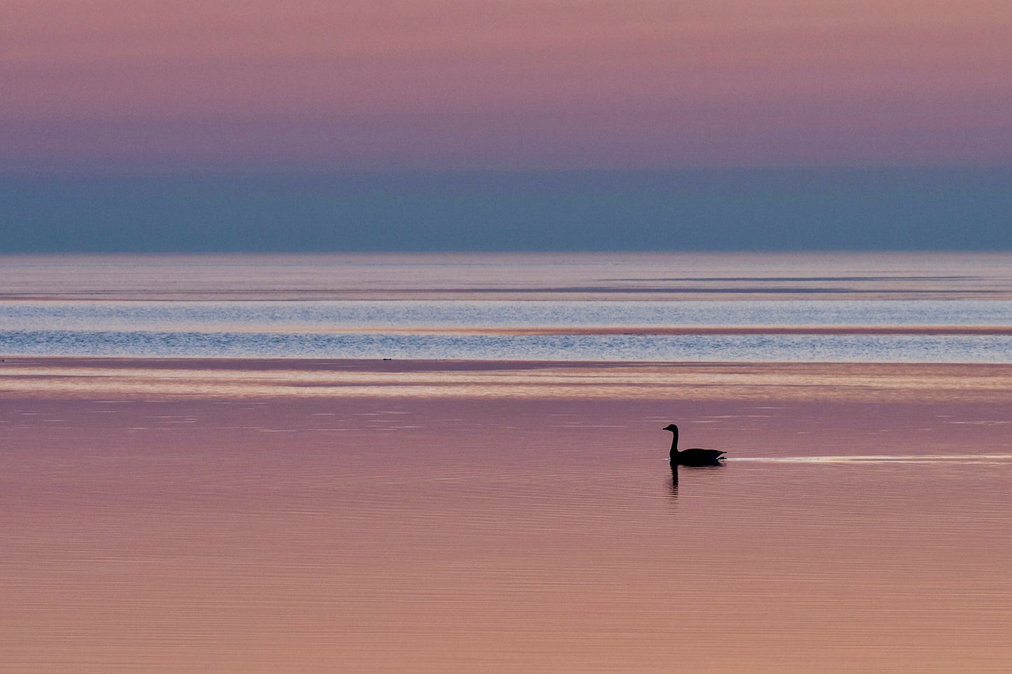 This Might Be A Swan