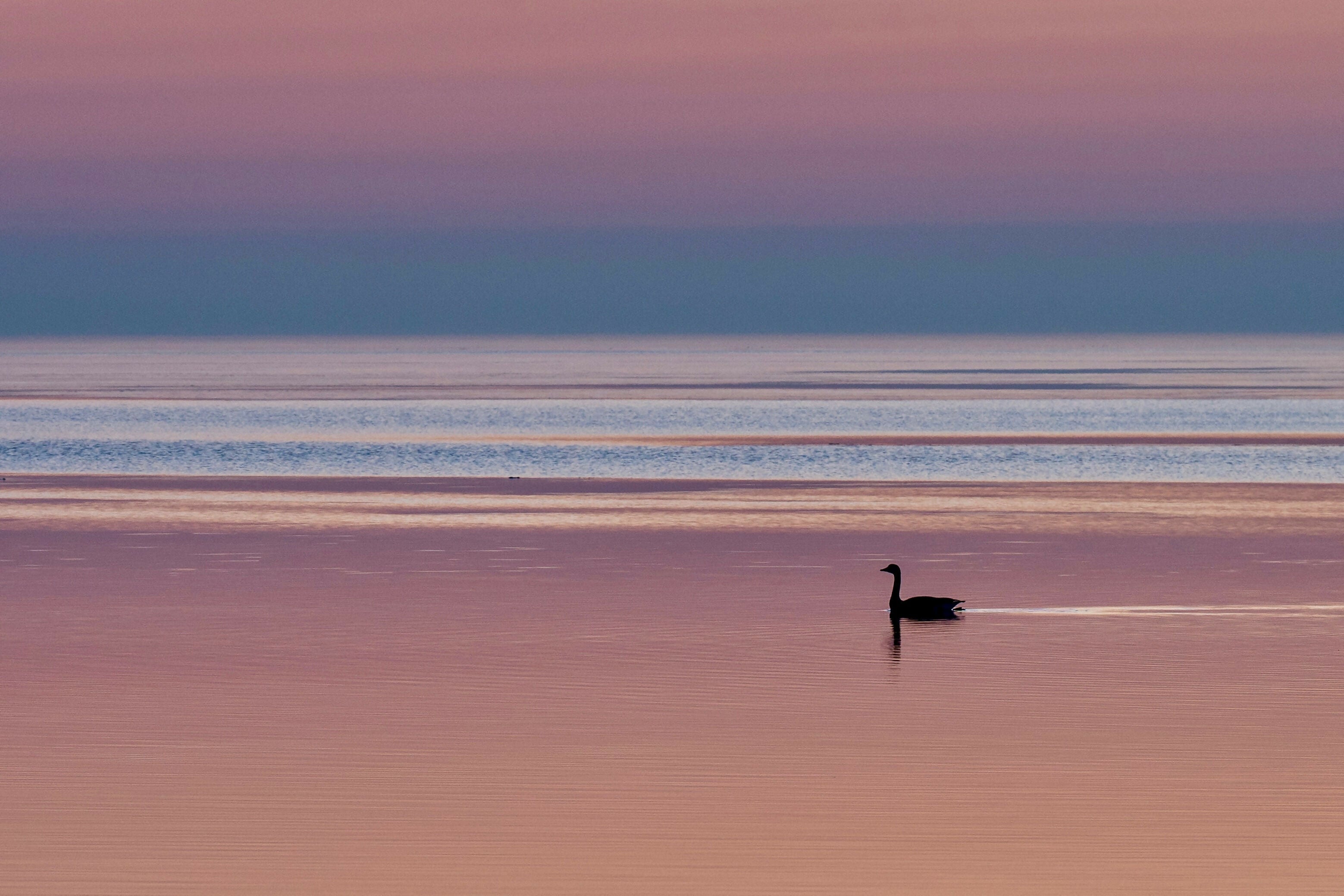 This Might Be A Swan