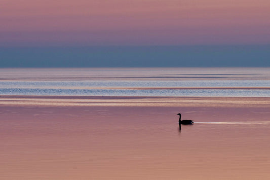 This Might Be A Swan