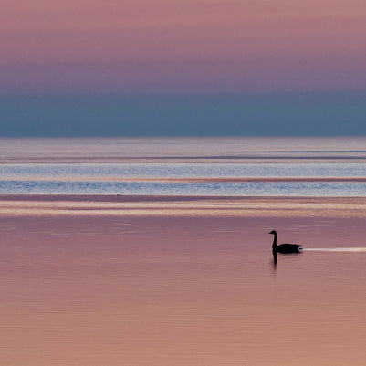 This Might Be A Swan