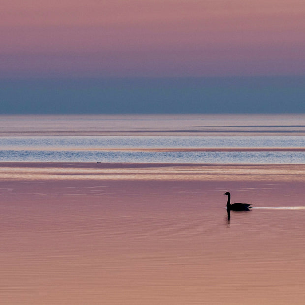 This Might Be A Swan