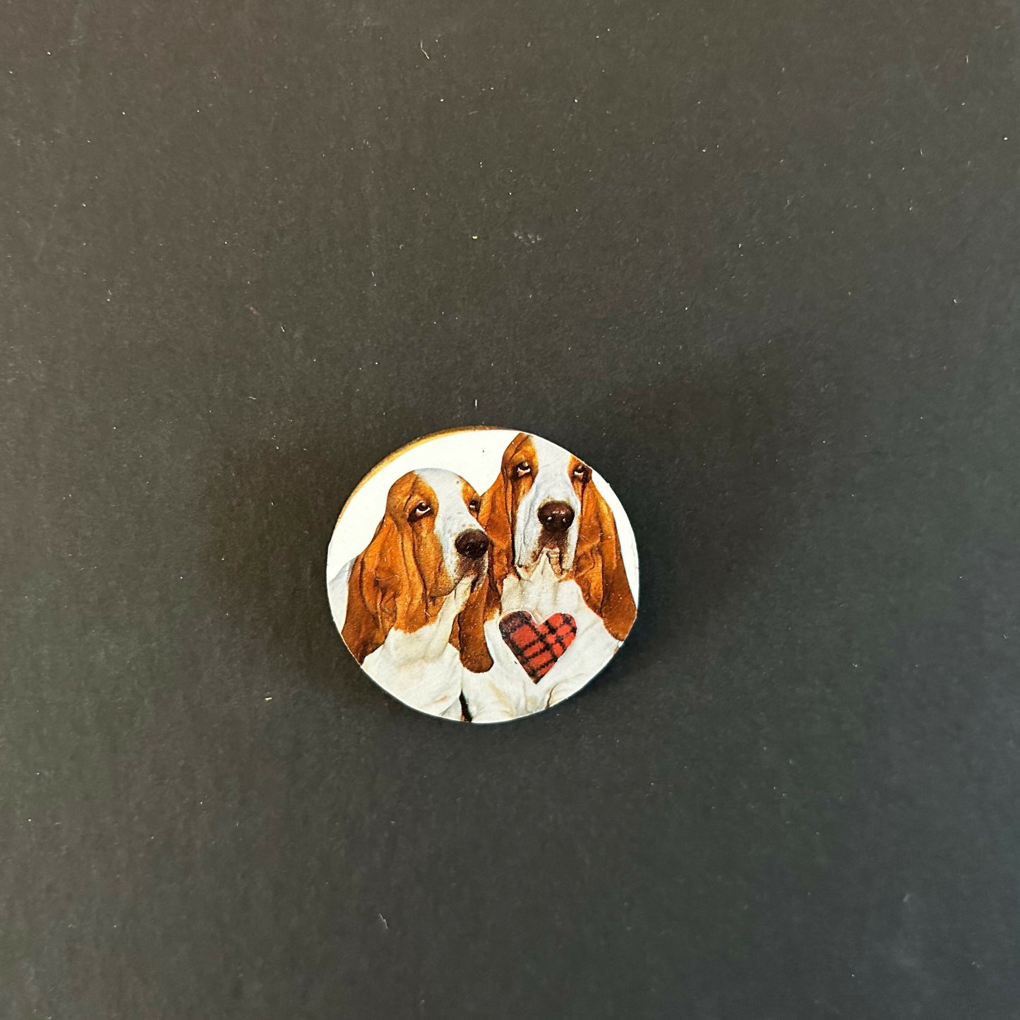 Basset Hound