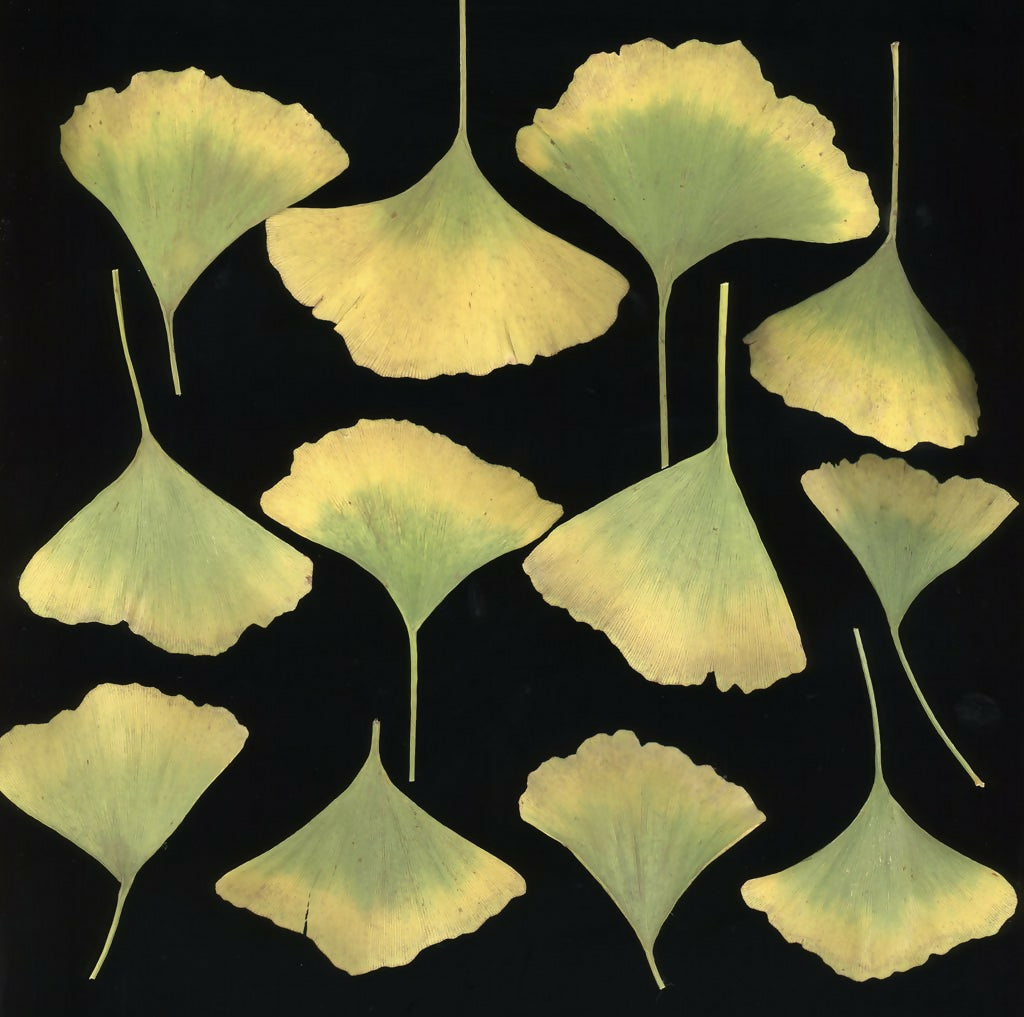 Ginkgo Study