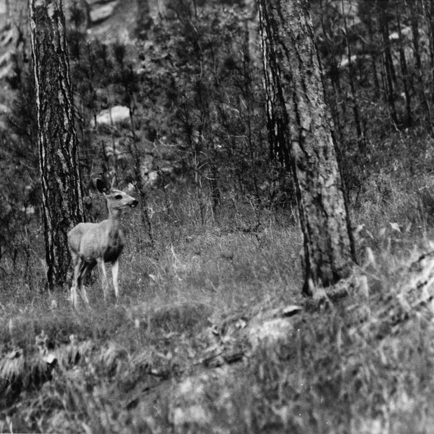 Deer in Custer State Park