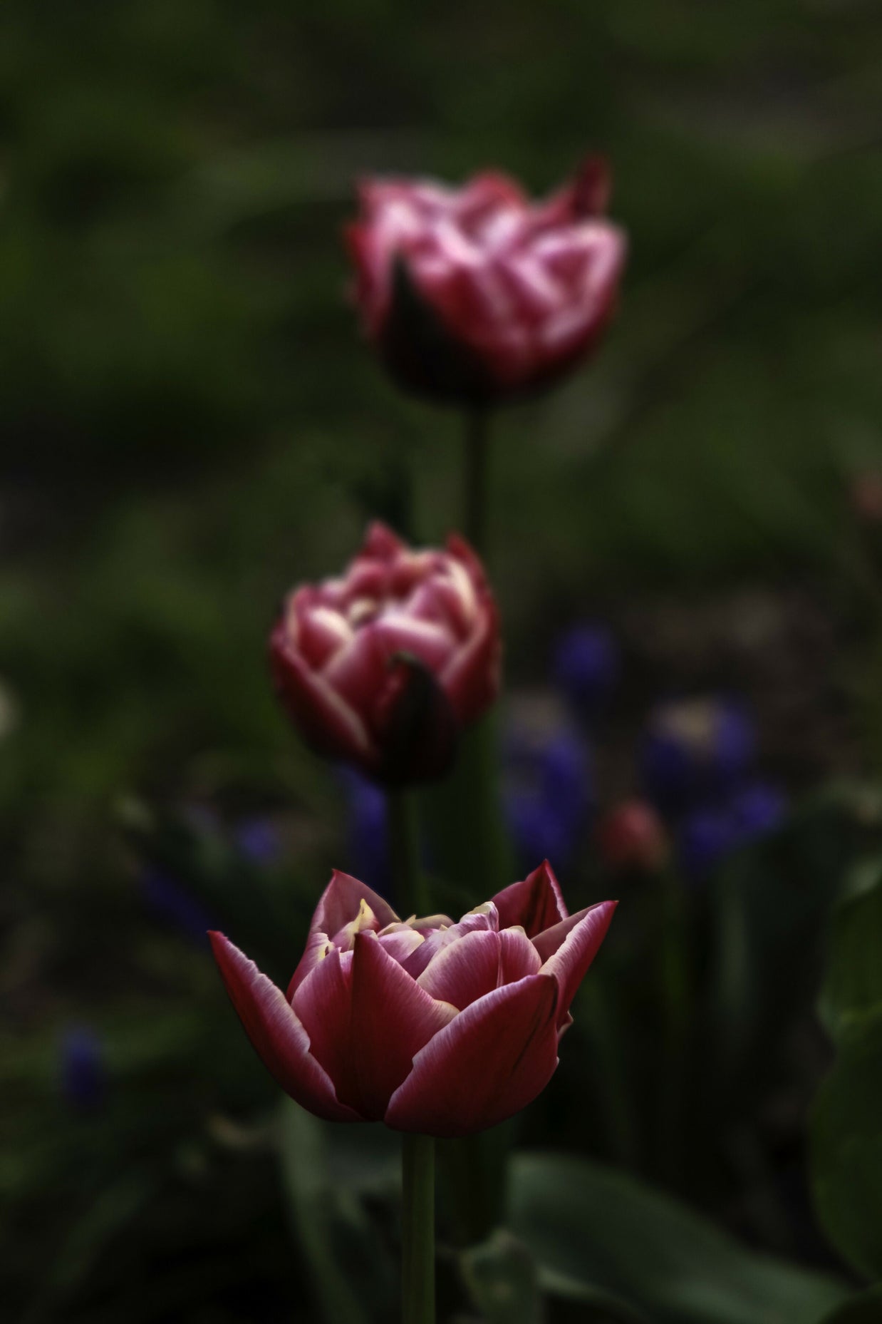 Fuschia Forward