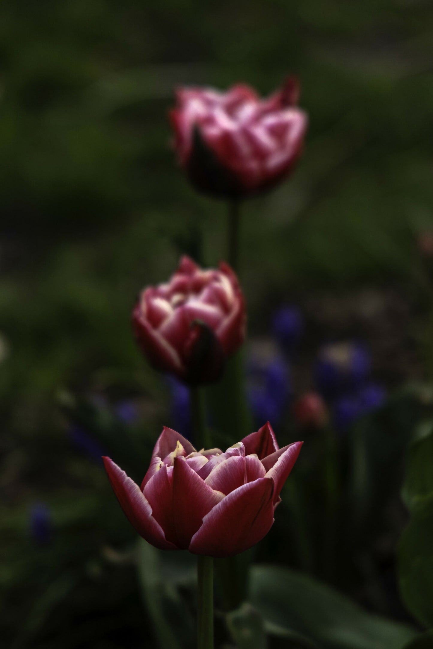 Fuschia Forward
