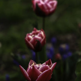 Fuschia Forward