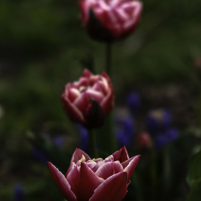 Fuschia Forward