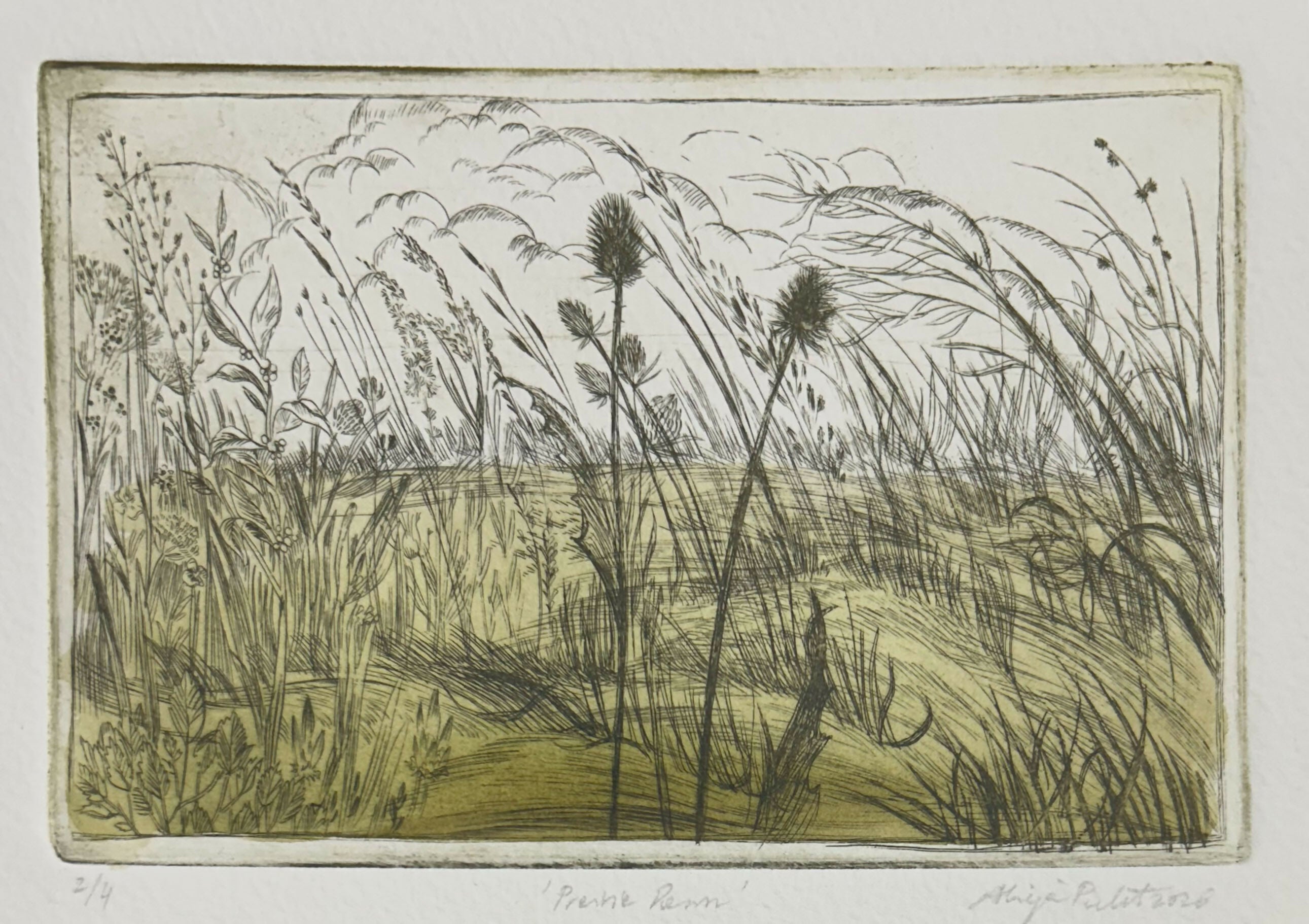 Prairie Dawn