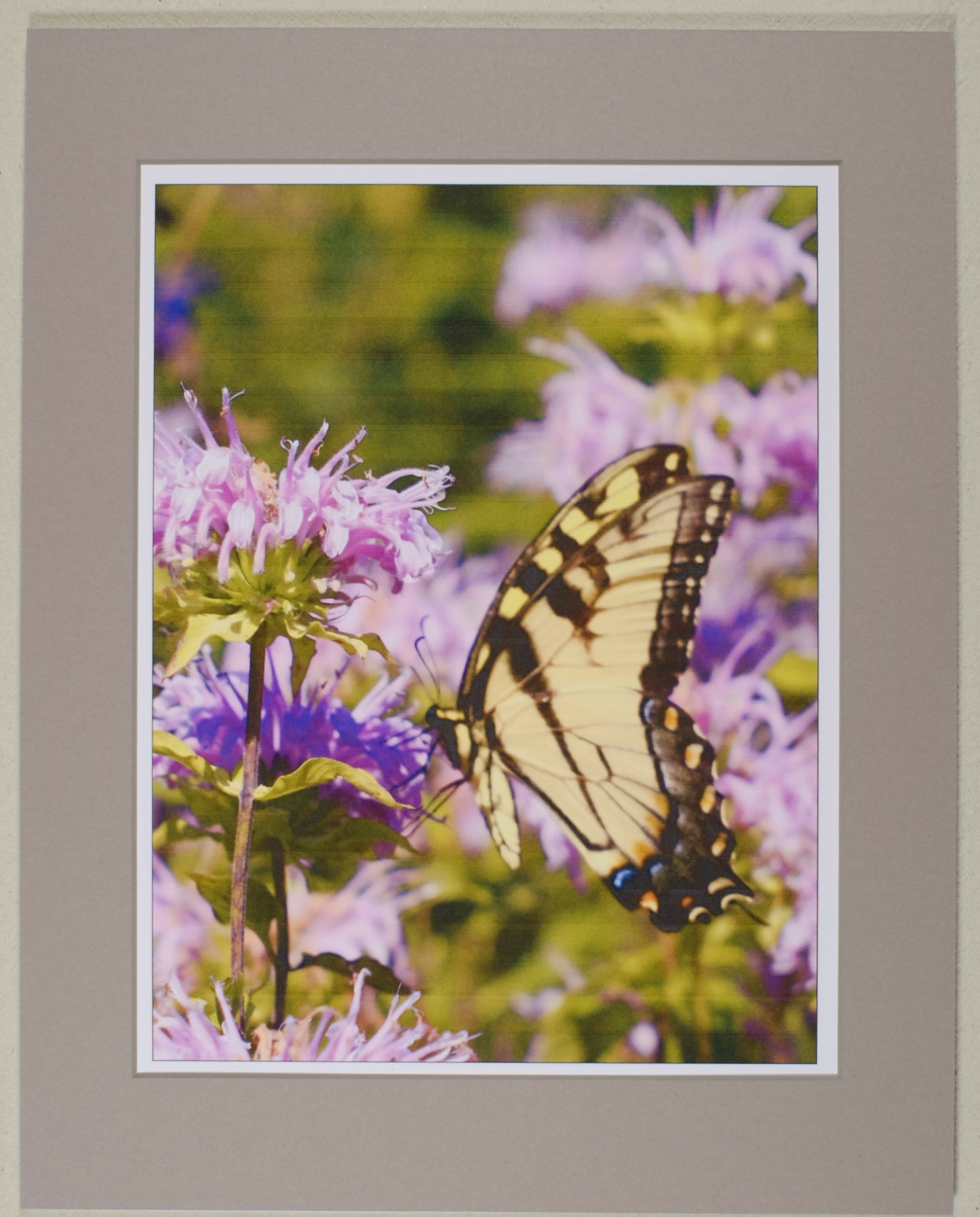 Tiger Swallowtail Butterfly, matted print