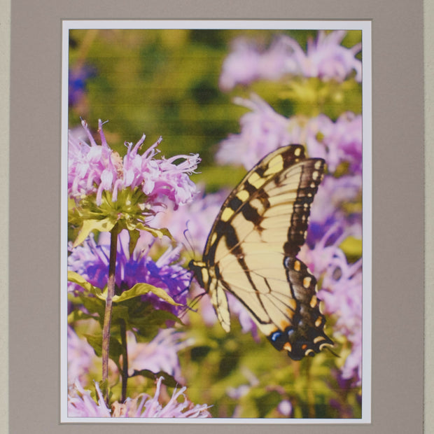 Tiger Swallowtail Butterfly, matted print