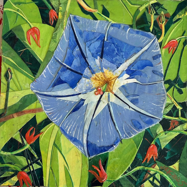 Morning Glory 1