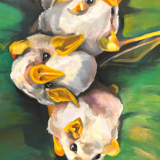 Honduran White Bats