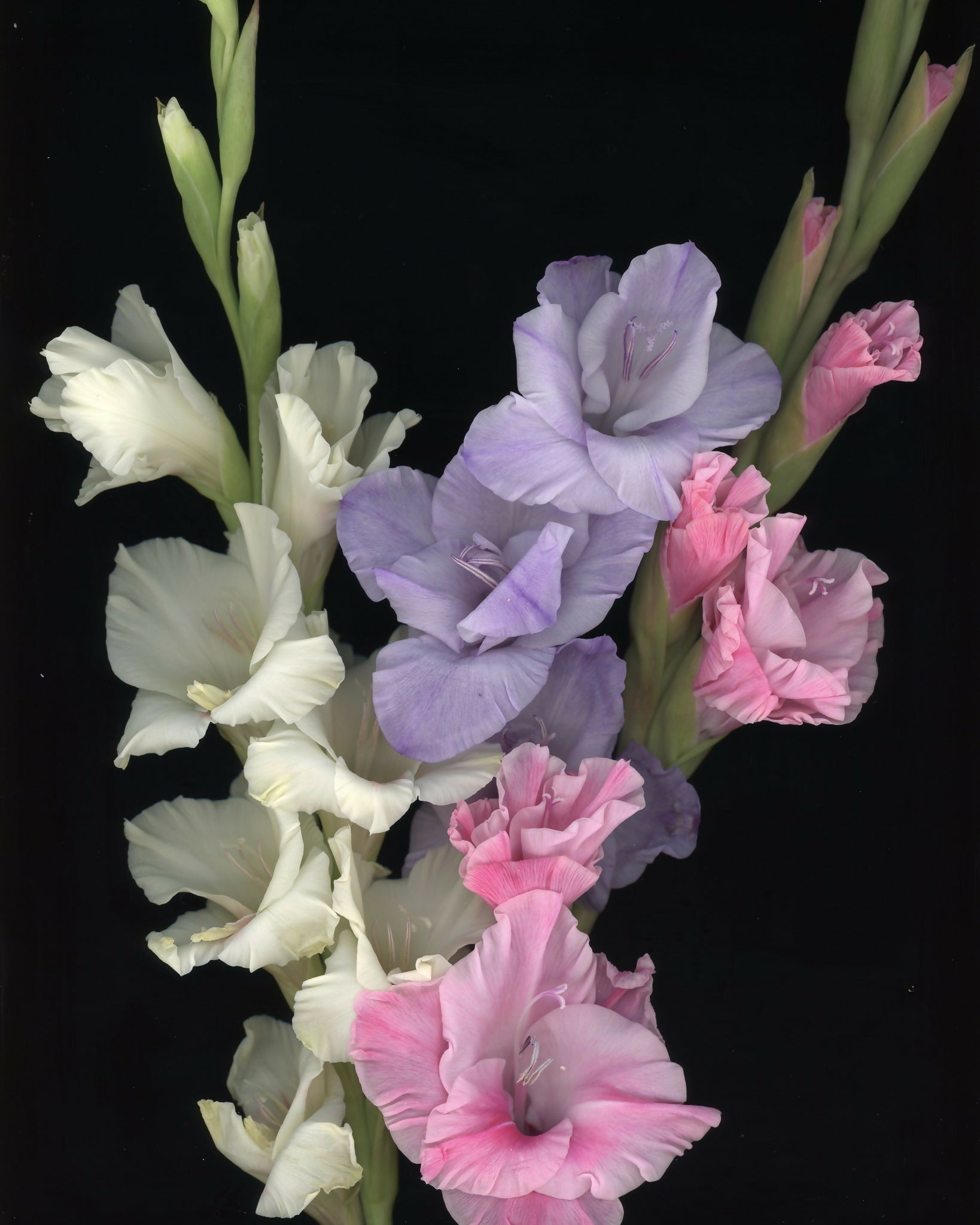 Glads in August