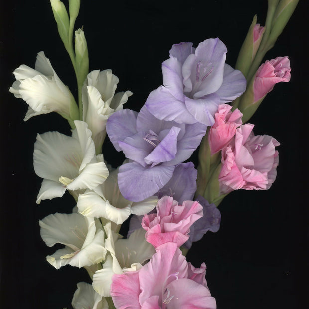 Glads in August