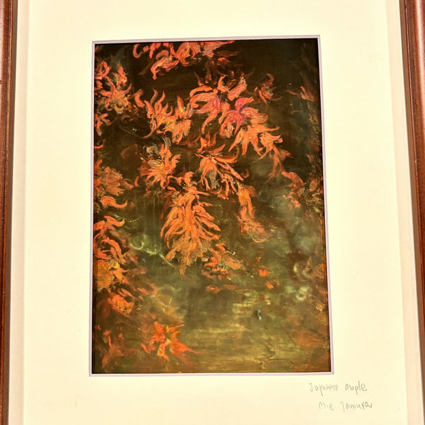 Japanese Maple ( in 8 x 10 frame)