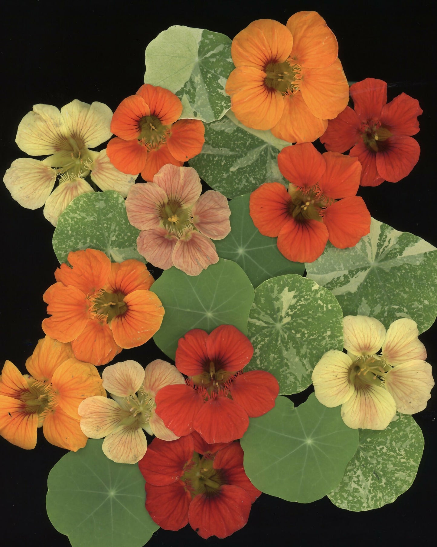 Nasturtiums
