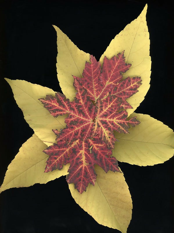 Leafstar