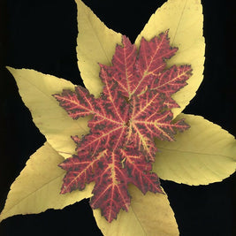 Leafstar