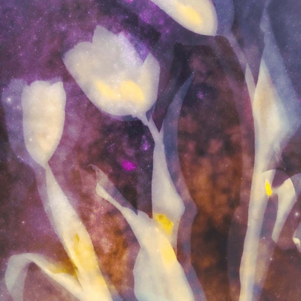 mucino_socorro+_tulips 12x16