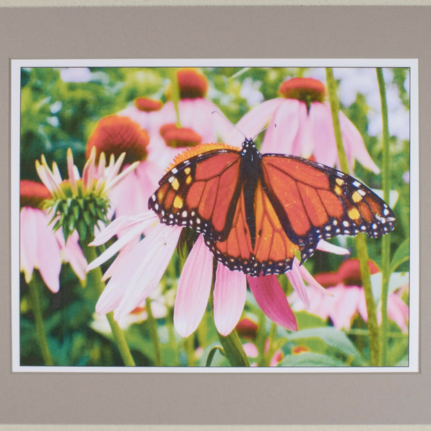 Monarch on Echinacea, matted print