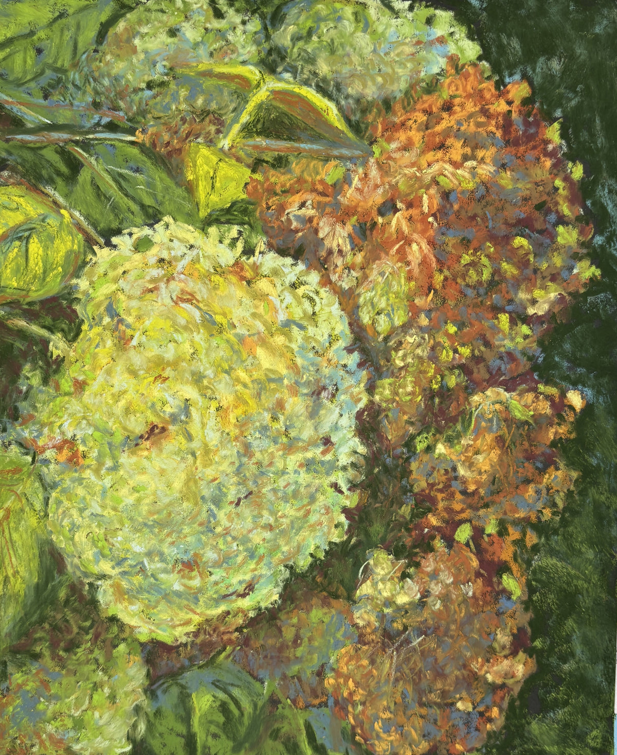 End of Season Hydrangeas