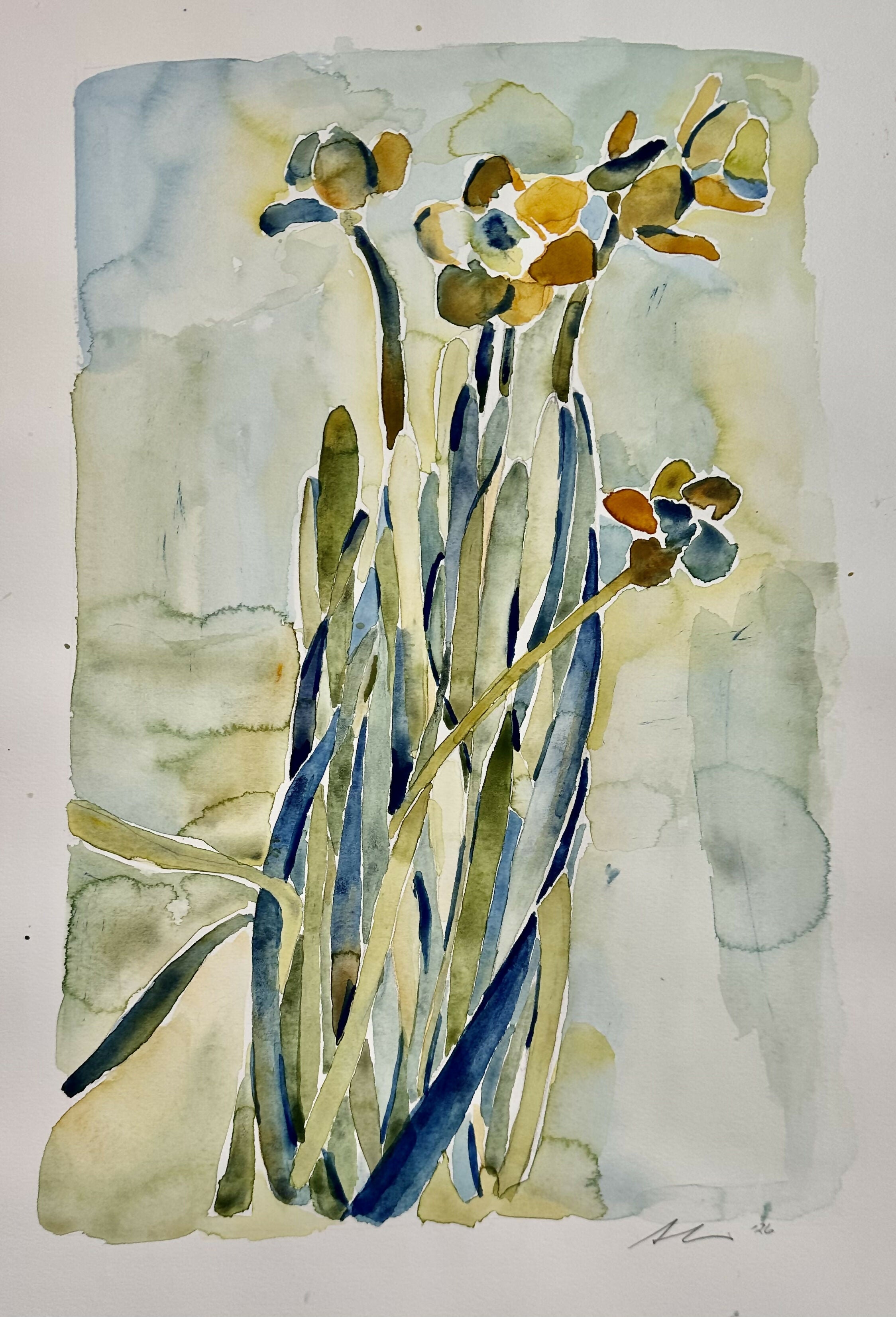 daffodils