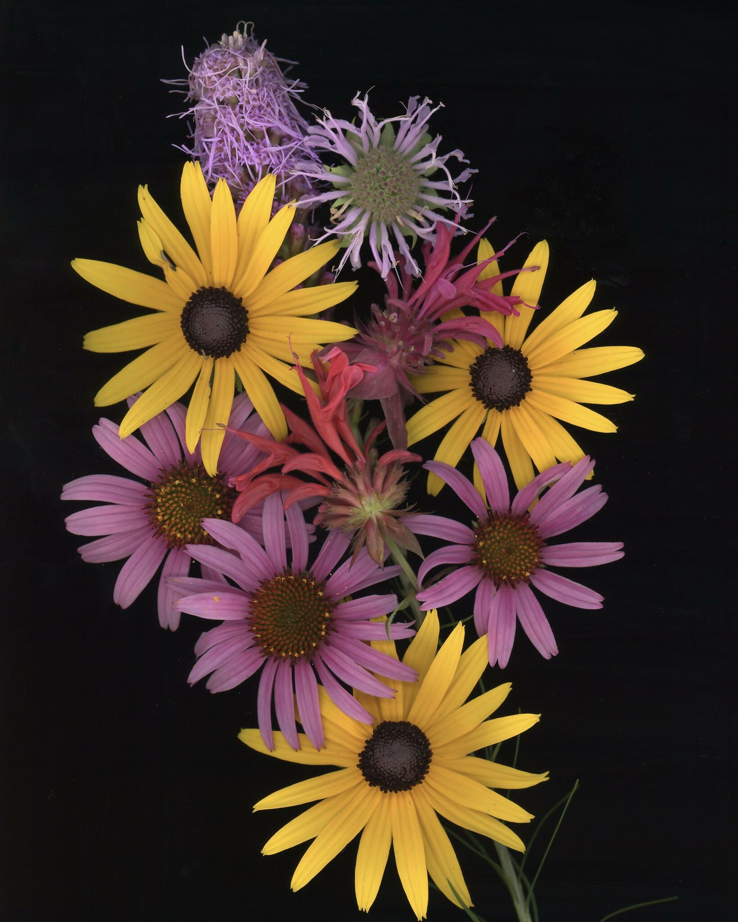 Blazing Star and Coneflowers